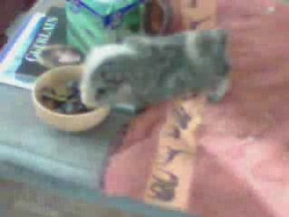 Noisette