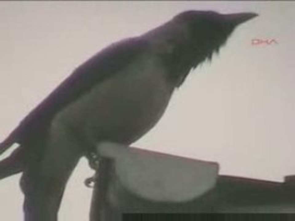 Miracle - Un oiseau prie allah