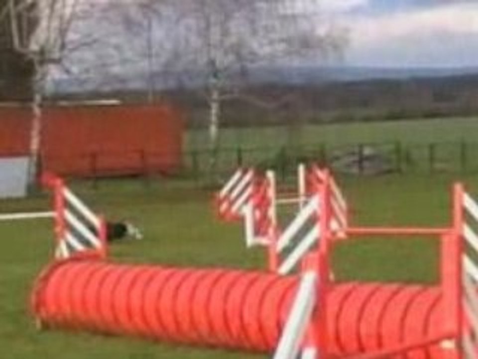 Blue Boy en Agility  Jumping au Val De Metz