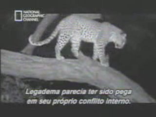 Miracle - Leopard qui sauve un bébé singe et le protège