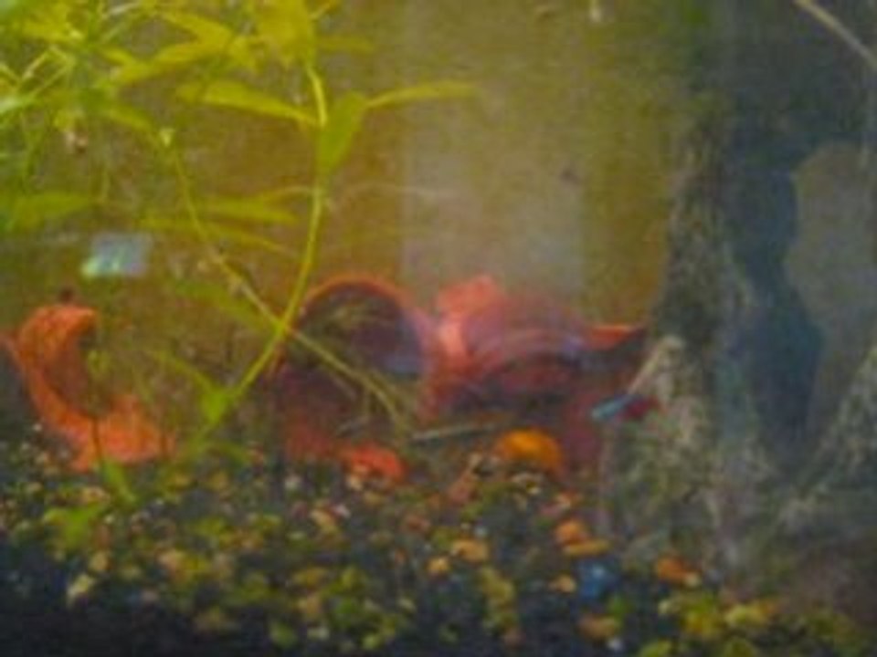 Commeunpoissondansleau...