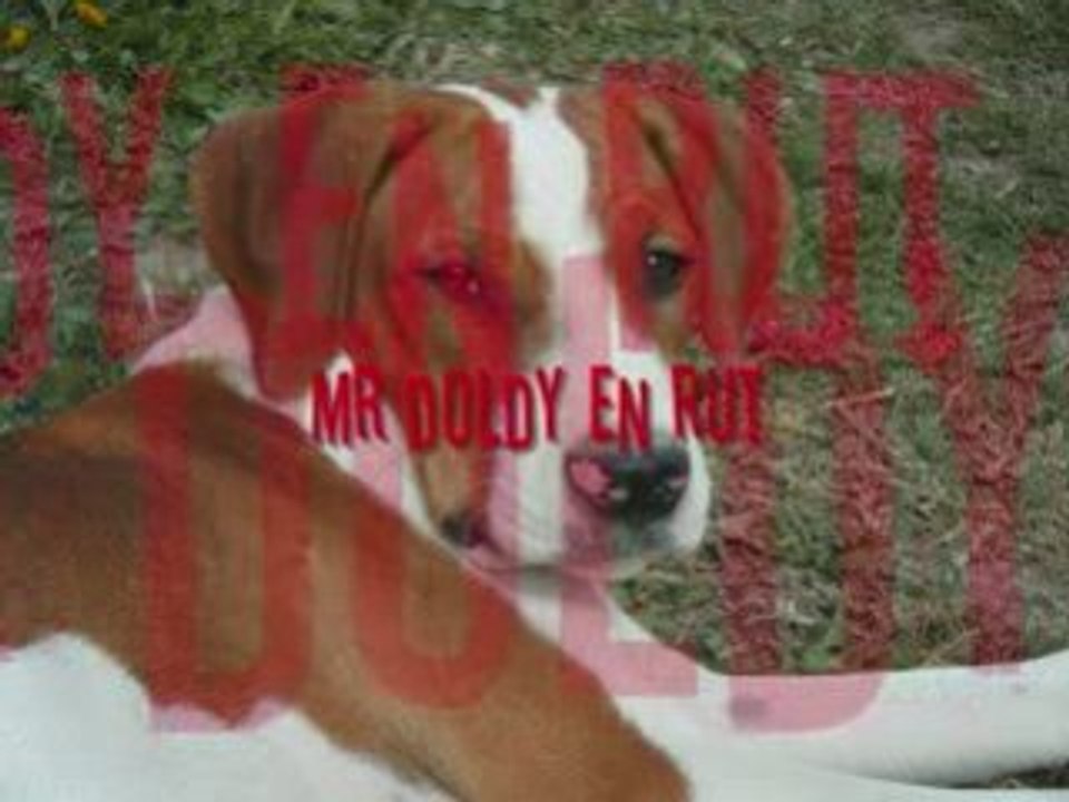 un chien qui veut du sexe