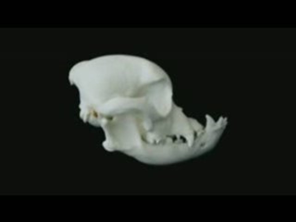 Bulldogge schädel - bulldog skull - deformation