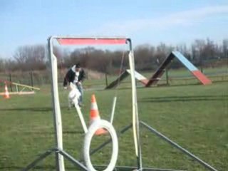 lupo au dressage (25.01.09)