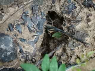 Fourmi manioc de guyane