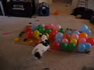 PetMafia.com Dog Video Attacks Balloons!!!