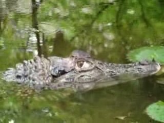 Caiman a  lunette de guyane