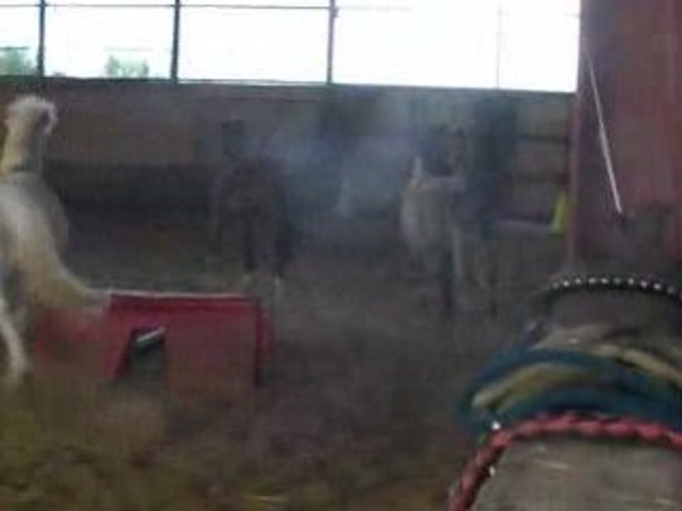 Quirsh+angel galop