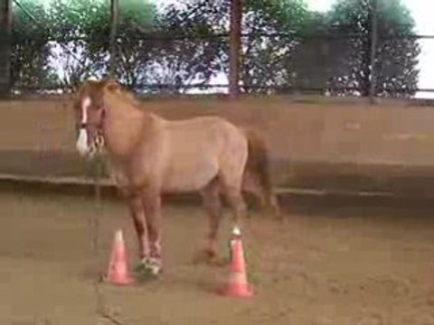 Lutino longe, trot-arrêt