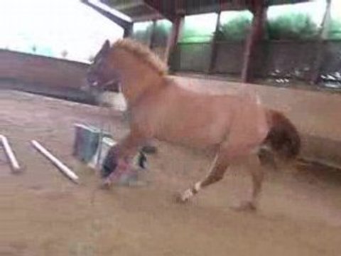 Lutino longe, trot-galop-trot