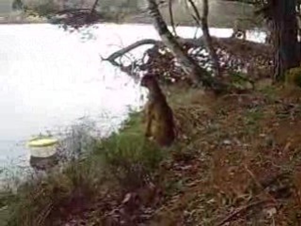 ceyar mon boxer à la garde