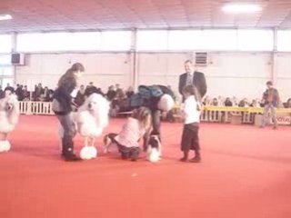 Exposition canine de montpellier 059