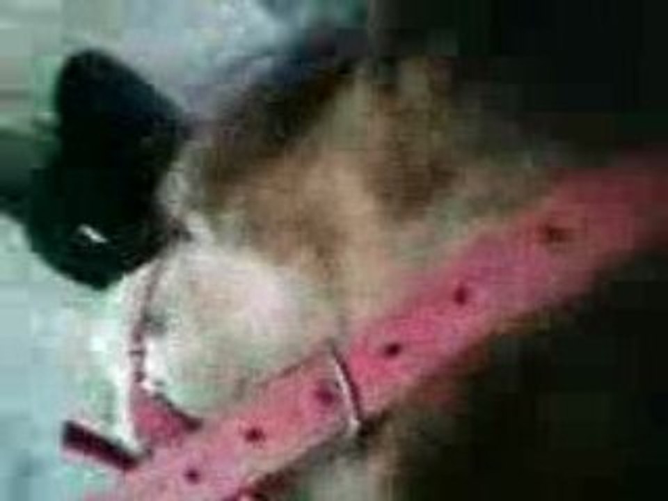 confiance =) galop a cru en cordelette