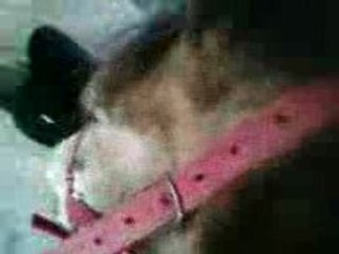 confiance =) galop a cru en cordelette