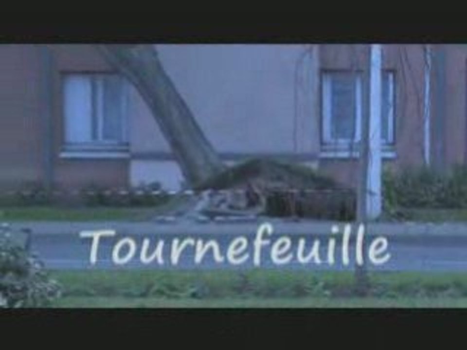 Arbres arrachés : tempete du 24 janvier