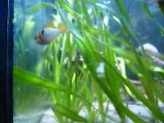 Ramirezis