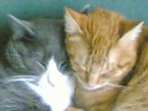 DIAPORAMA DE MES PLUS BELLES PHOTOS DE CHATS