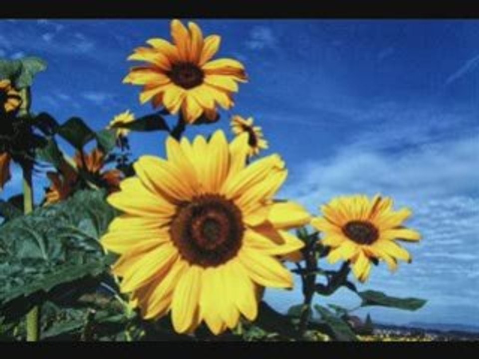 MM-Alle Kinder dieser Erde/Un enfant viendra