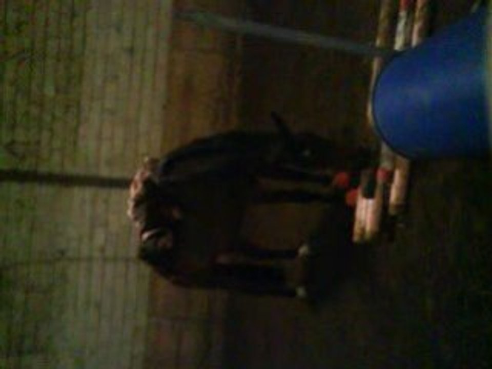 Looloo dans toute sa splendeur