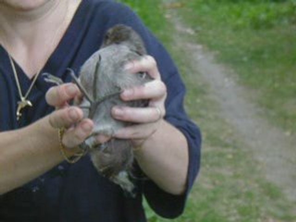 SAUVETAGES ANIMAUX