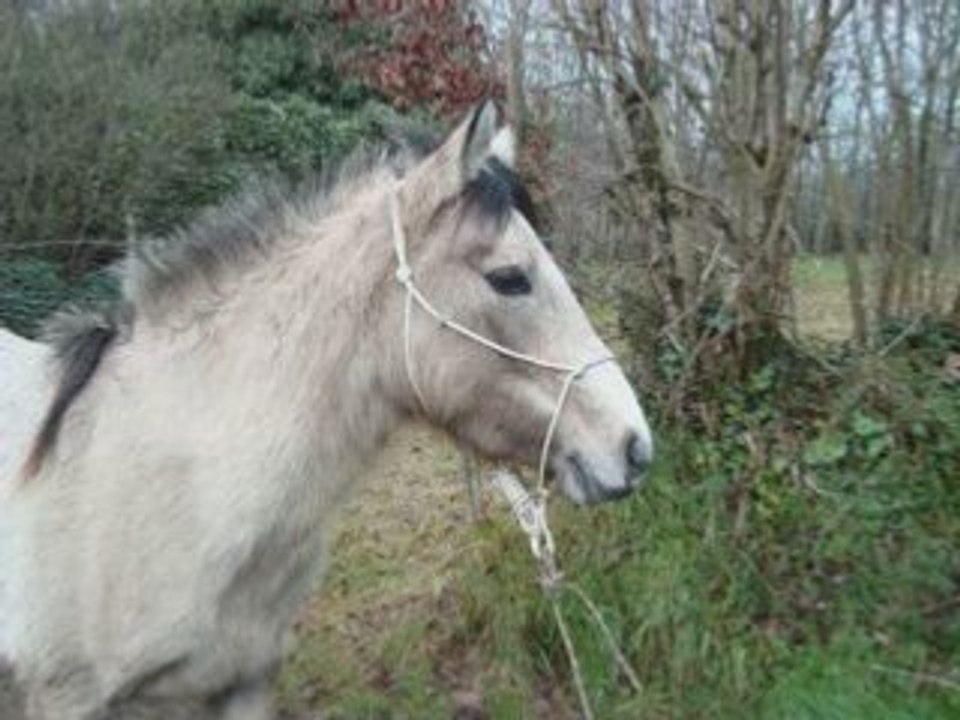 balade en main 25 janvier 2009