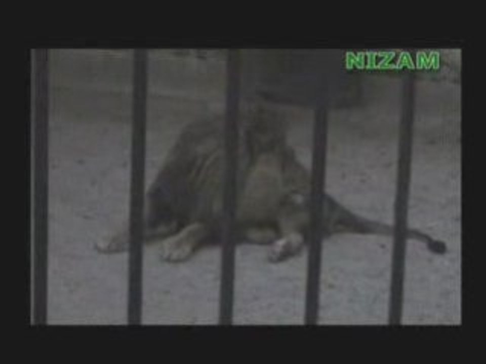 Miracle - Lion qui dit Allah après avoir fait ses ablutions