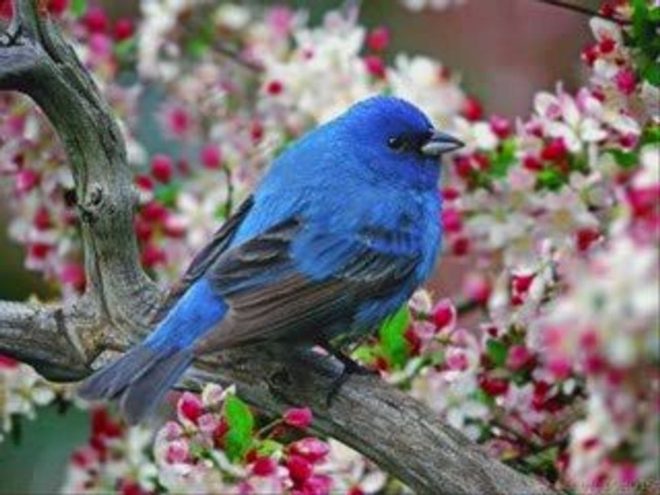 ÇOK ŞÜKÜR KÖYLÜYÜM