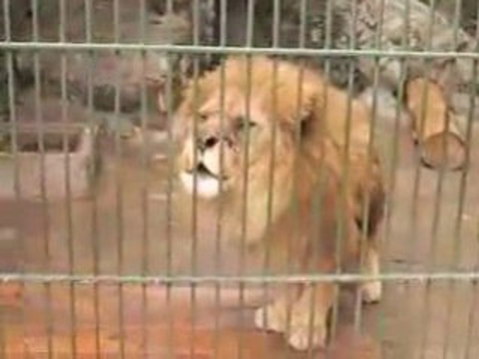 Miracle - Le lion qui dit allah
