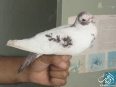 Miracle - La colombe avec le nom d'Allah