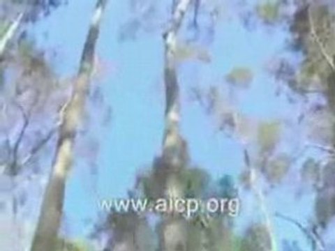 Miracle islam - L'arbre prosterné