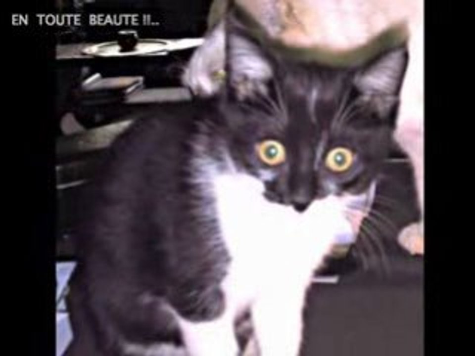 CAT'OBAMA CHRONICLE