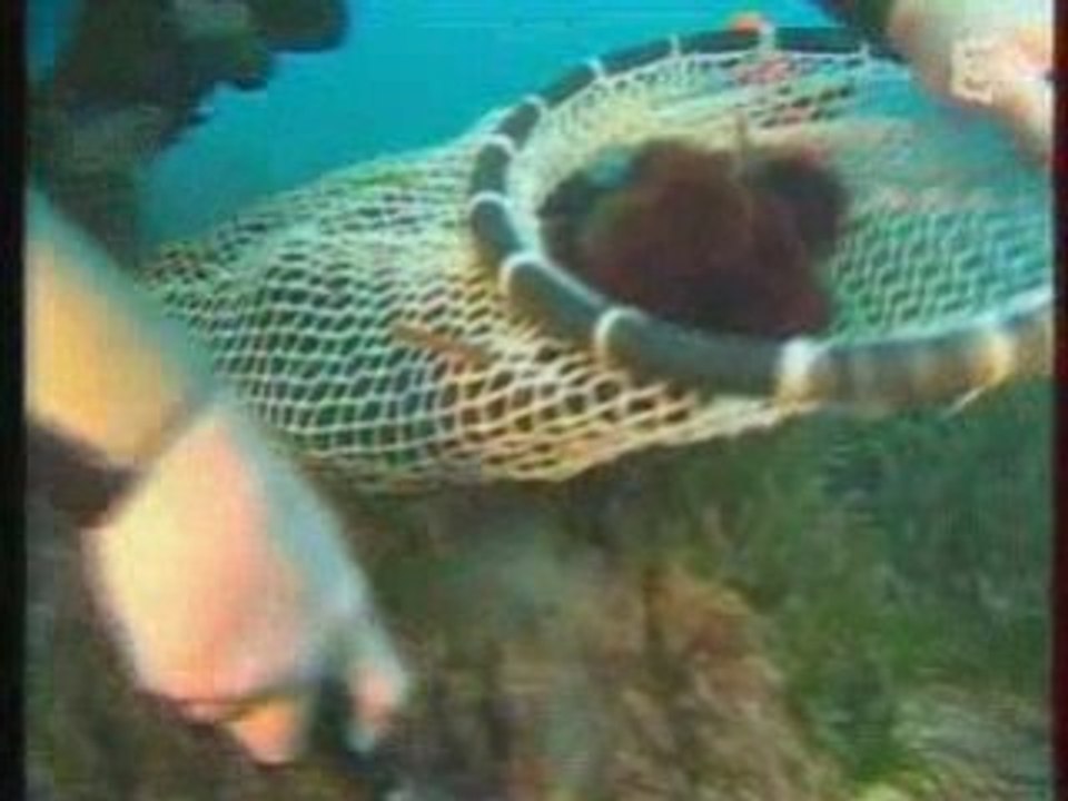 THALASSA Pêche OURSINS