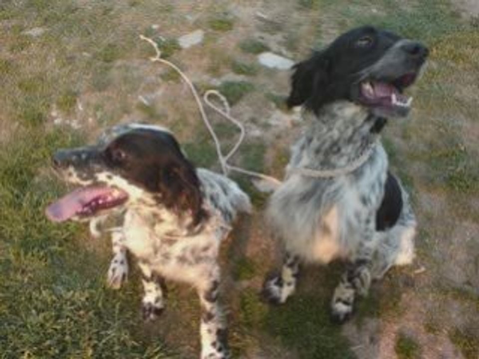 kinigi kai setter