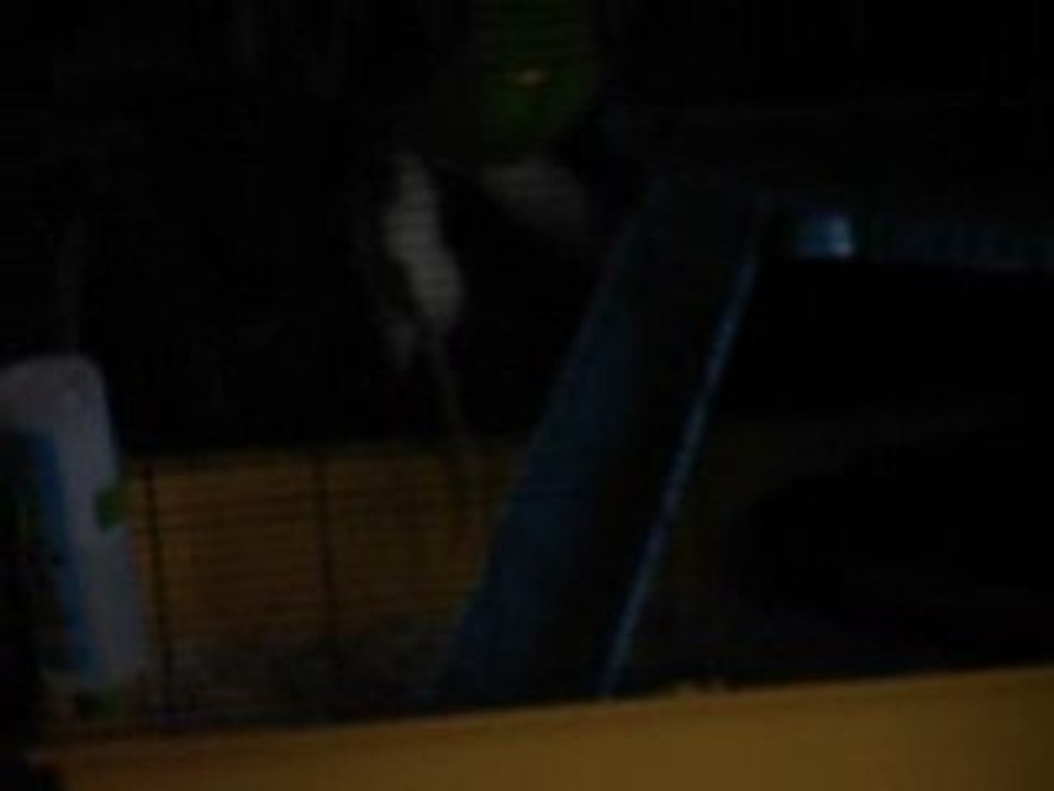 Rat Vs rouleau de sopalin