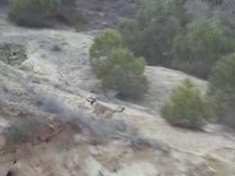 Saut Falaise Pittbul de l'extreme