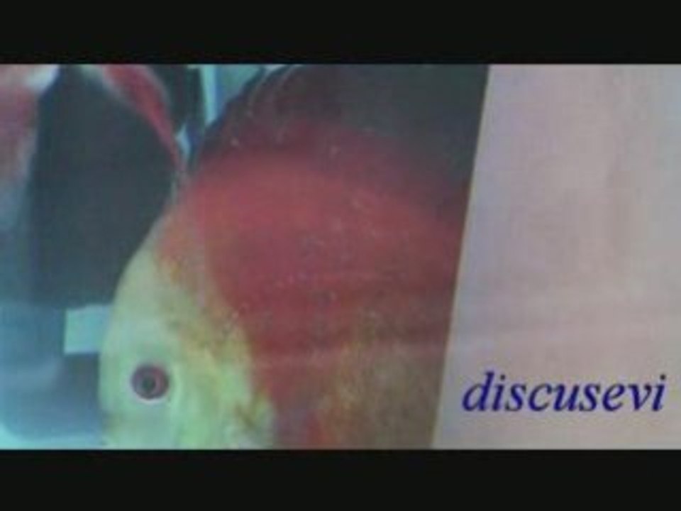 Red Melon Discus ( discusevi )