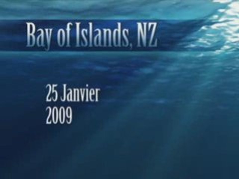 Dolphin in bay of island, nz