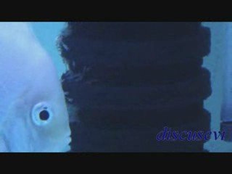 Snow White Discus ( discusevi )