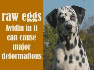 Dogs: This Could Kill Your Dog 2