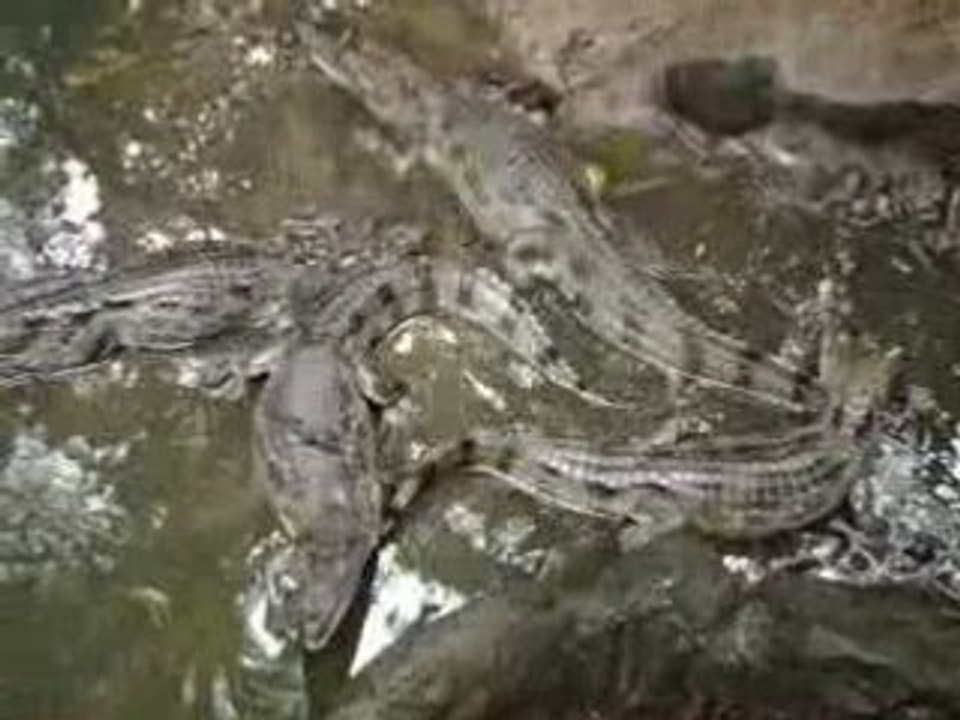 Bebe caiman