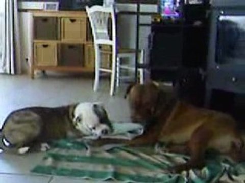 jeu entre deux chiens tres adorable