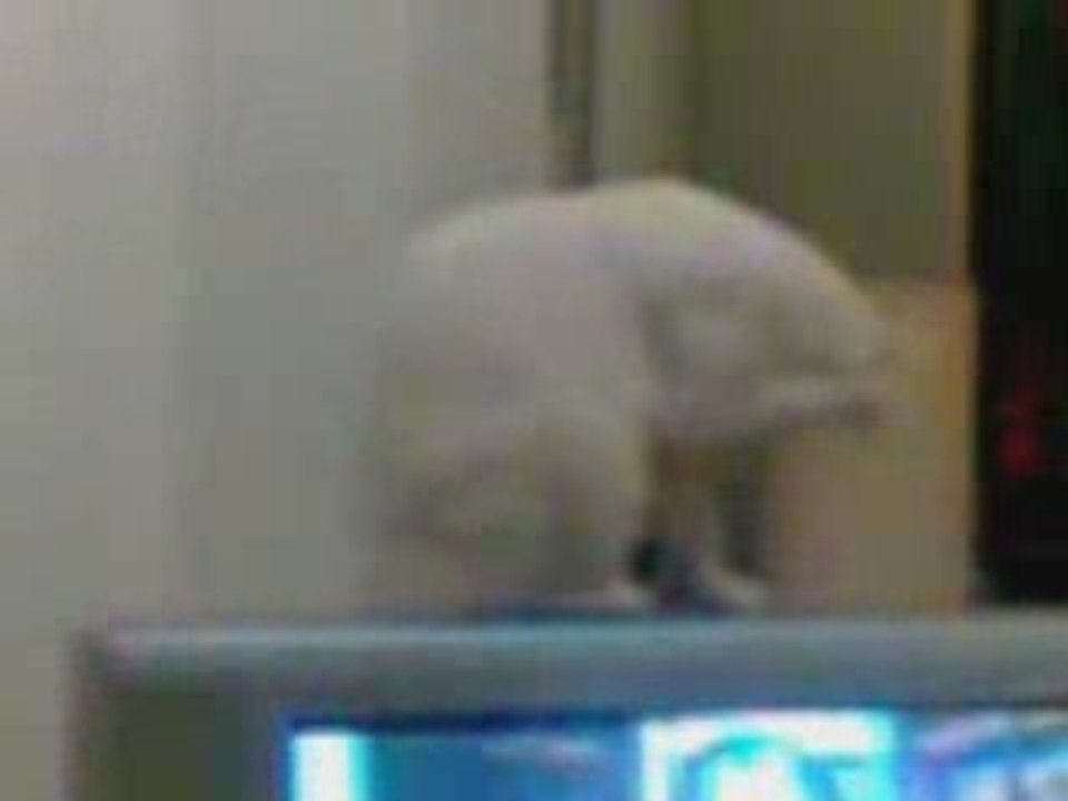 Lovecat