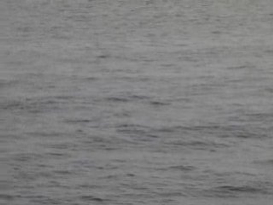 Dauphins Hurghada (Egypte) 22/01/2009