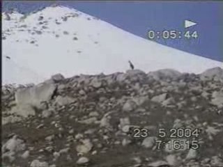 2004 çakut- kavrun- VANA AÇMA1