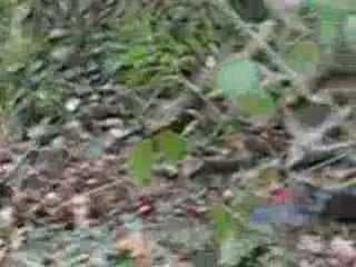 WDA bataille du 25 3