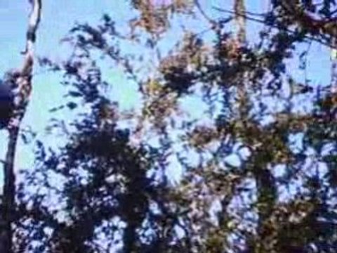 EPAGNEUL DE SAINT USUGE CHASSE DU 25.01.2009