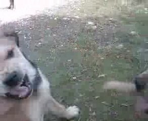 Chiot pit bull instinct