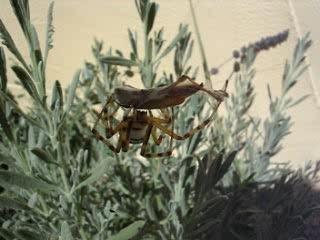 Une Araignée mange sa proie