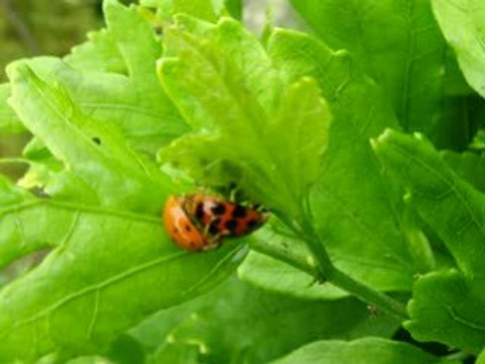 L'accouplement d'une coccinelle asiatique