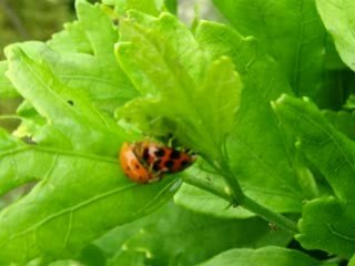 L'accouplement d'une coccinelle asiatique